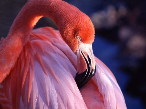 pink flamingo wallpaper birds animals wallpapers  jpg format