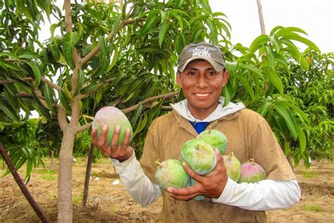 Minagri Piura Estar Libre De Mosca De La Fruta Al