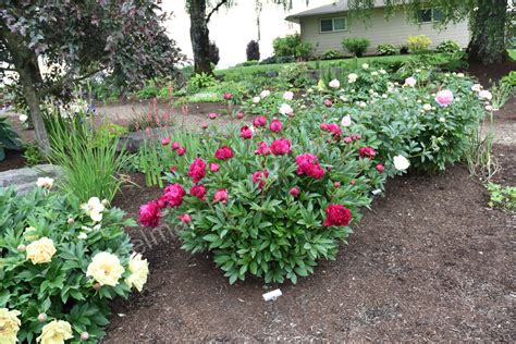 The Shawnee Chief Peony | Adelman Peony Gardens