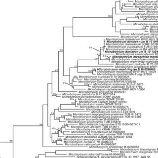 Maximum Likelihood Phylogeny Inferred Using Raxml Ng Based On Lsu