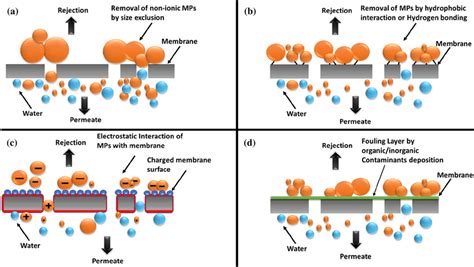 Membrane Filtration Removal Mechanisms A Size Exclusion B