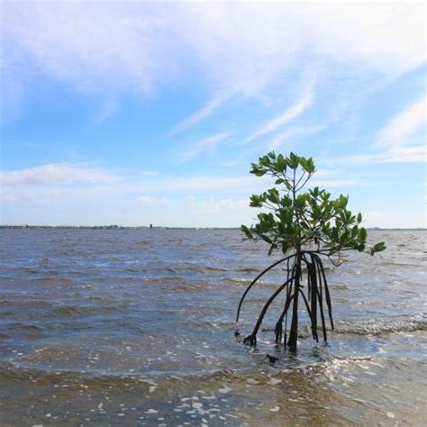 Florida Oceanographic Society Speak Up For Our Estuaries