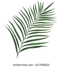 Large Illustrated Palm Leaf Hand Drawn Stock Illustration