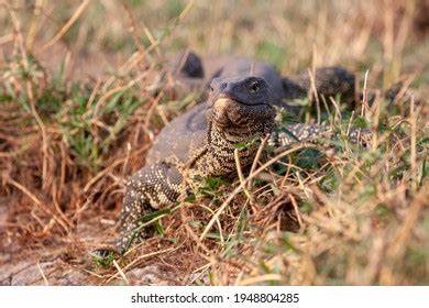 7,282 African Lizards Stock Photos, Images & Photography | Shutterstock