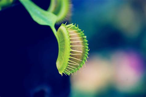 Learn About 12 Carnivorous Plants That Feast on Animals