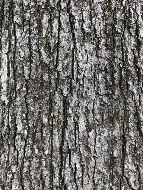 Grey Tree Bark In The Forest Lit By The Sun Stock Photo Image Of