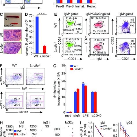 Figure Expression Of LRRC8A In C57BL 6 Mice And Survival Morphology