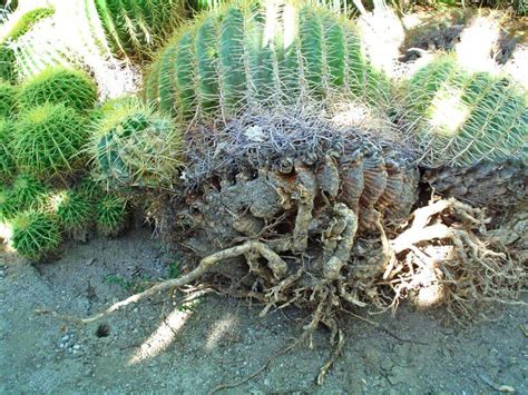 Planting A Barrel Cactus Safely Black Gold