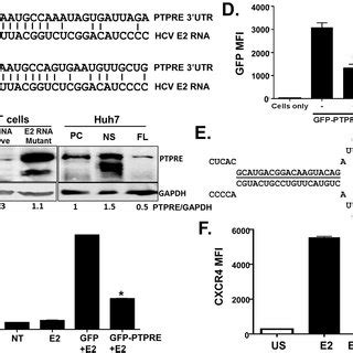 Hcv E Rna Inhibits Protein Tyrosine Phosphatase Receptor Type E