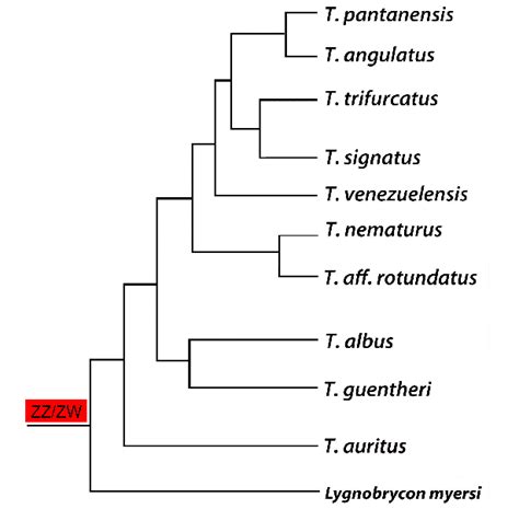 Phylogenetic Tree For The Triportheus Genus Based On The Data Download Scientific Diagram