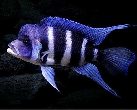 Cyphotilapia Frontosa Tierra Exotica