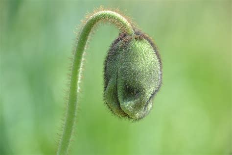 Kostenlose Foto Natur Gras Pflanze Fotografie Blatt Blume Gr N