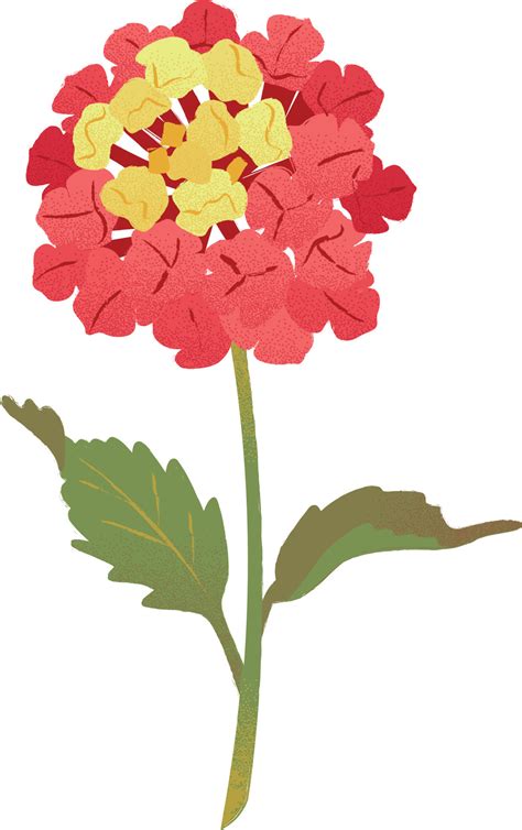 Lantana Flower Isolated On White Background Hand Drawn Vector