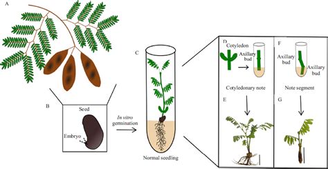 SciELO Brasil In Vitro Organogenesis As An Efficient Method For The