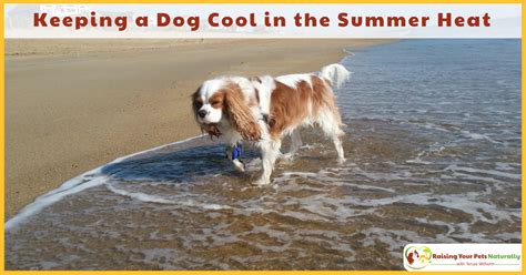 Keeping A Dog Cool And Safe In The Summer Heat Avoiding Dog Heat Stroke