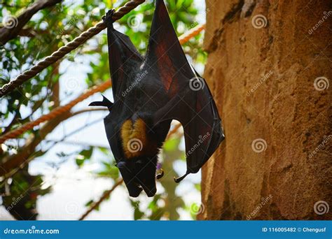 Sleeping bat stock photo. Image of spread, fruit, creepy - 116005482