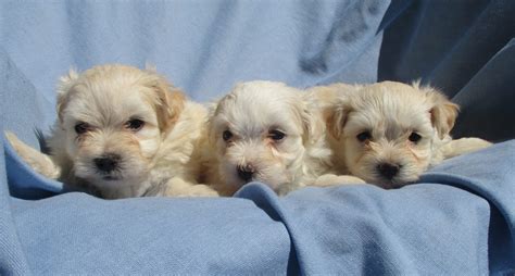 Maltese & Bichon Puppies in New Windsor, MD | Windsor Oak Farm