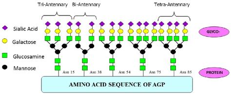 Alpha 1 Acid Glycoprotein AGP As A Potential Biomarker For Breast