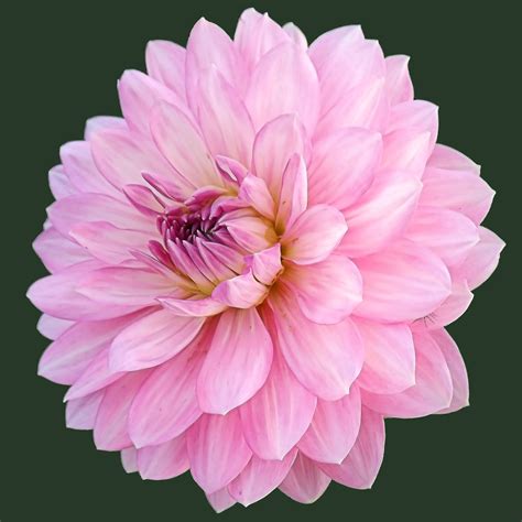 Images Gratuites Fleur P Tale Floraison Rose Gerbera Fin De L