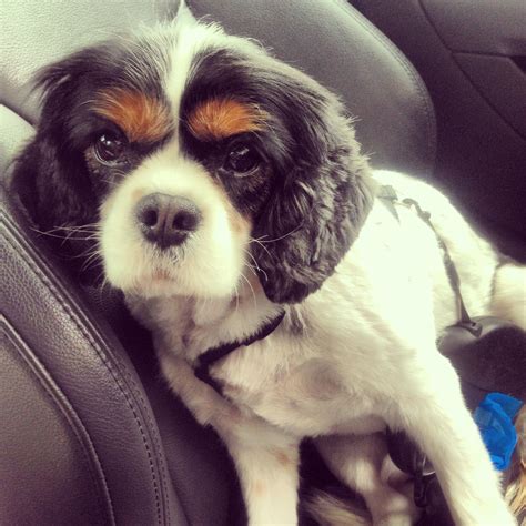 Henry gets his last haircut before winter #cavalier #kingcharles ...