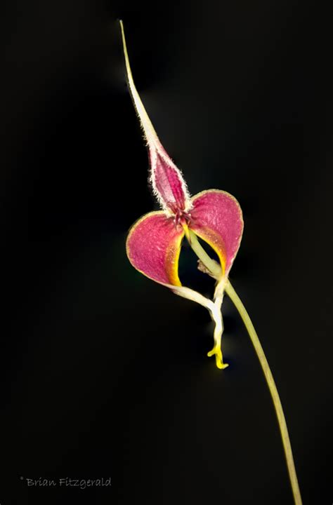 Bulbophyllum Masdevallia Houston Orchid Society Conservation