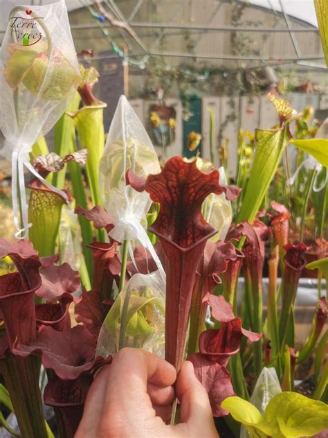 Sarracenia X Moorei Luben S Red Carnivores Zone