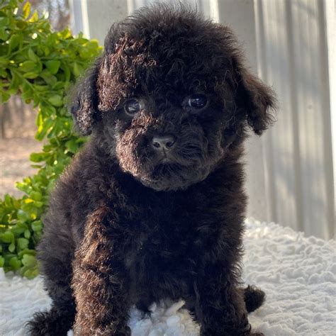 Miniature Poodle Puppies for Sale | Central Park Puppies