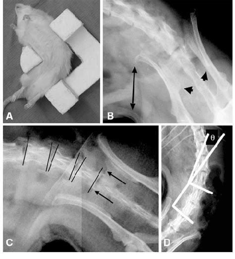 Ad A An Anesthetized Lewis Rat Is Shown In The Bending Bracket