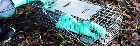 Squirrel Control: How To Get Rid of Squirrels | Solutions Pest & Lawn