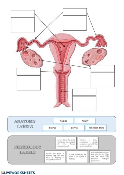 Anatomy And Physiology Worksheets Printable Worksheets