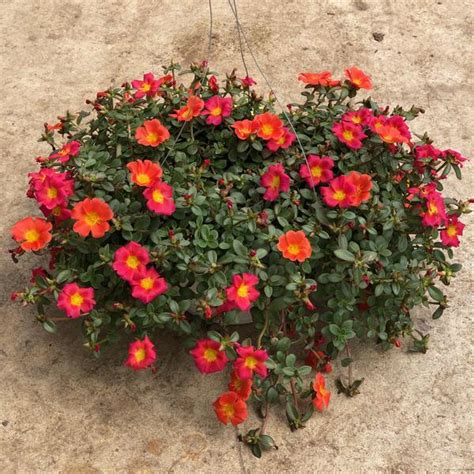 Portulaca Hybrid Portulaca Rio Grande From Meadowridge Inc