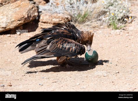 Eagle springs hi-res stock photography and images - Alamy