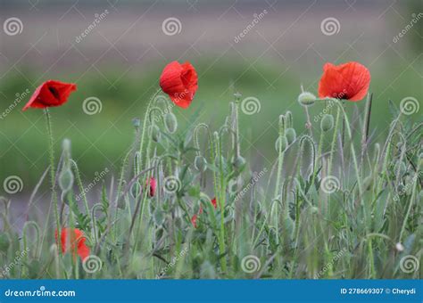 Spring Concept with a Field Full of Red Poppies, Outdoor Shot Stock ...