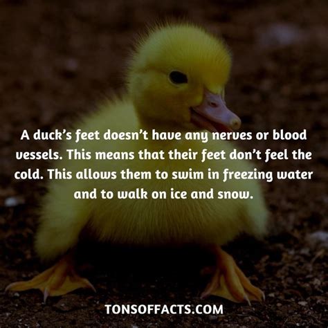 Best How To Tell The Sex Of A Baby Duck By Quack Plumage Vent Artofit