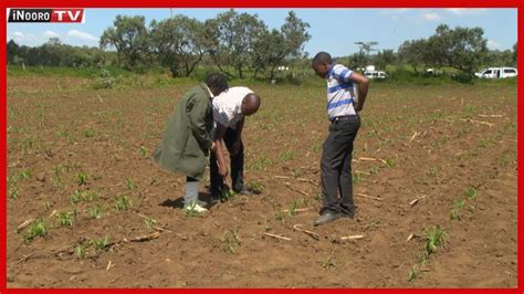 R Mi Wa Mbembe Narok M Gambowam R Mi Part Youtube