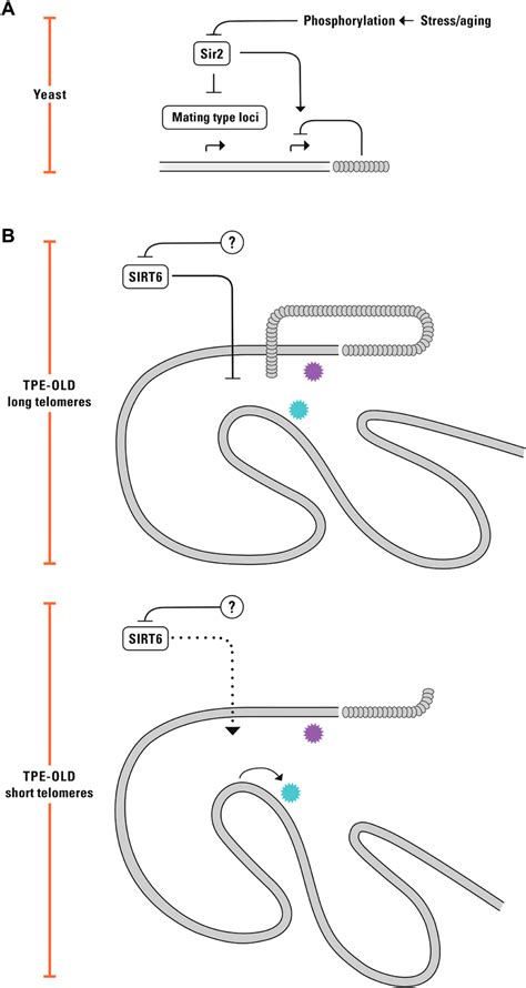 Similarities between TPE and TPE-OLD and possible phylogenetic ...