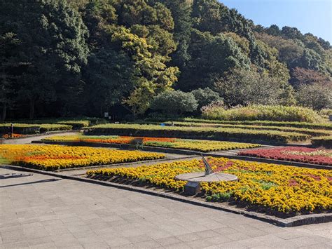 紅葉 スタッフブログ 観葉植物レンタルならグリーンテック株式会社