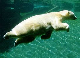 What we can do to help polar bears | WWF