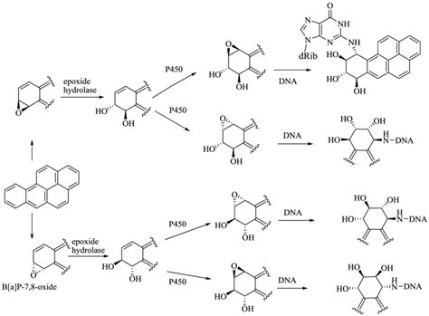 11: The metabolism of 1.7 (B P) by P450 enzymes and the formation of... | Download Scientific ...