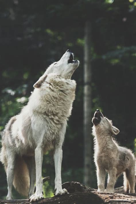 Baby Arctic Wolf Howling