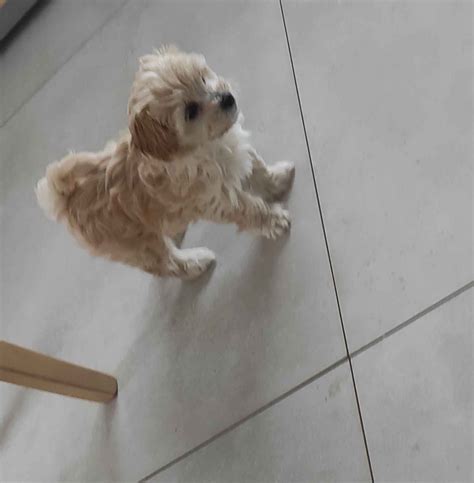 Dziewczynka Maltipoo Pudel Toy Malta Czyk Brodnica Abc