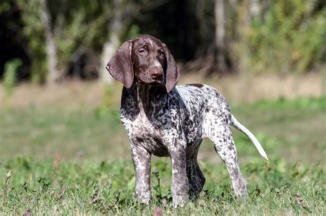 10 Things You Need To Know About The German Shorthaired Pointer Before