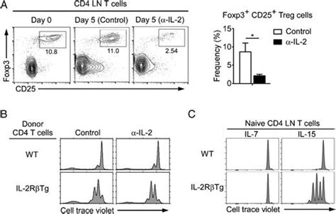 The Abundance And Availability Of Cytokine Receptor Il 2rβ Cd122