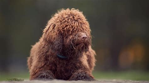 11 Beautiful Large Dog Breeds With Curly Hair