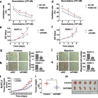 Pgm Contributed Proliferation Invasion Migration Chemoresistance In