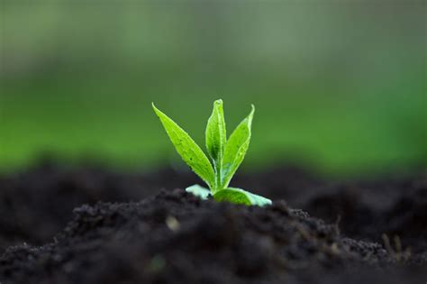 Premium Photo In Spring Plants Sprout From The Ground In The Open