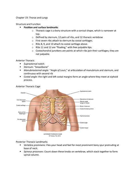 Chapter Chapter Thorax And Lungs Structure And Function