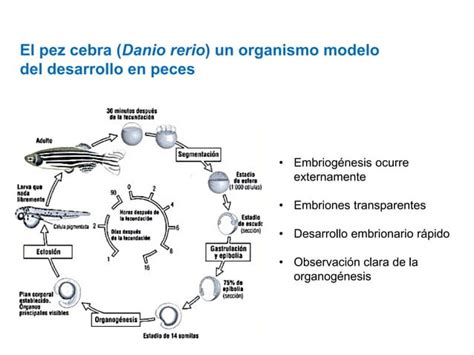 Desarrollo Embrionario En Pecespdf