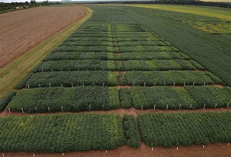 Ensaio De Cultivares Em Rede De Soja Chega Ao Mato Grosso O Presente