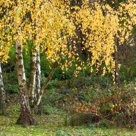 Silver Birch Betula Pendula British Grown Tree Saplings